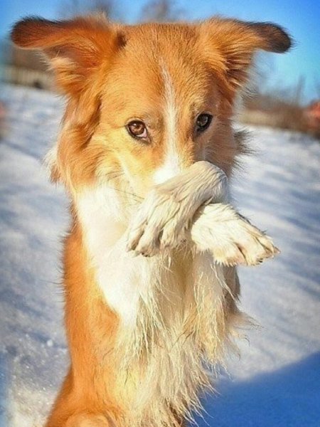 Рыжая собачка