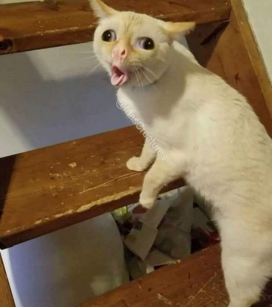 Кашляющий кот