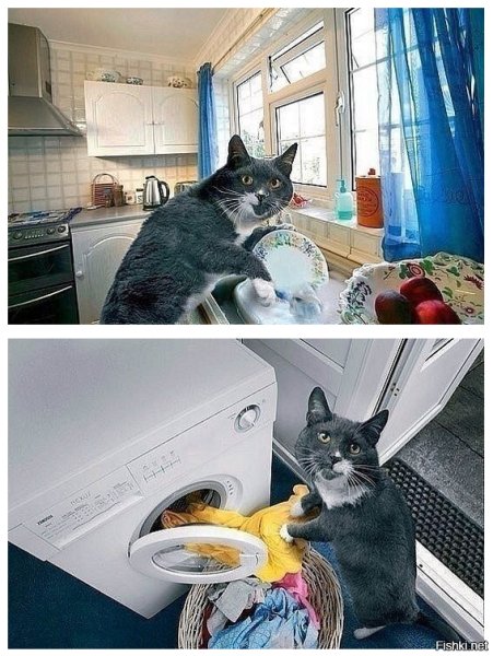 Кот стирает