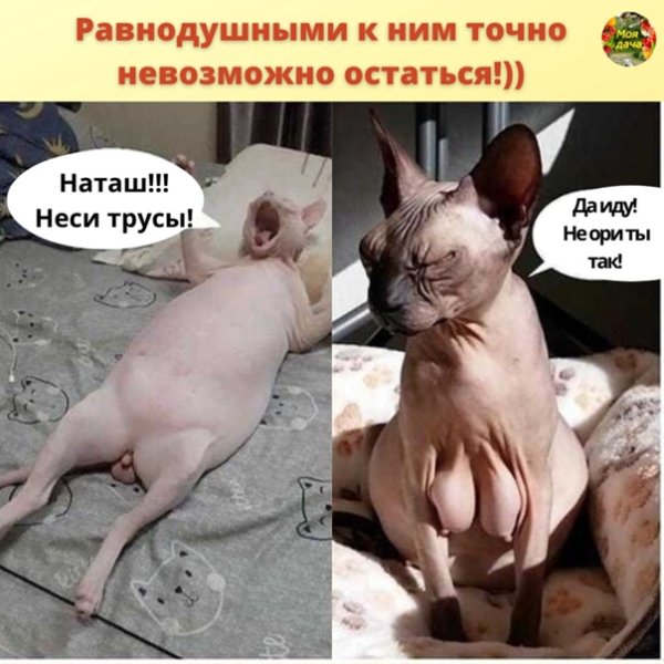 Наташа тащи трусы