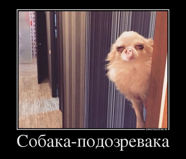 Собака подозревака фото приколы