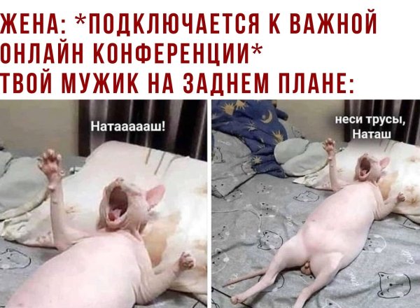 Приколы про сфинксов