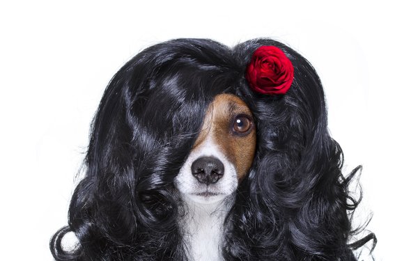 Собака с прической