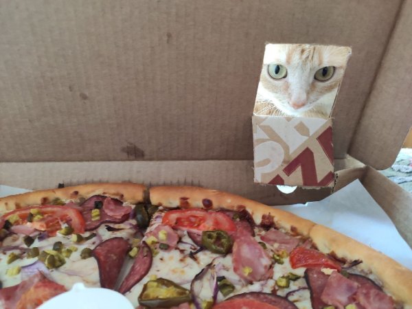 Кот и пицца