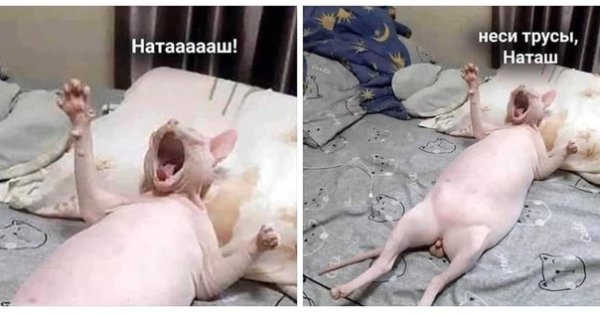 Наташа неси трусы кот сфинкс