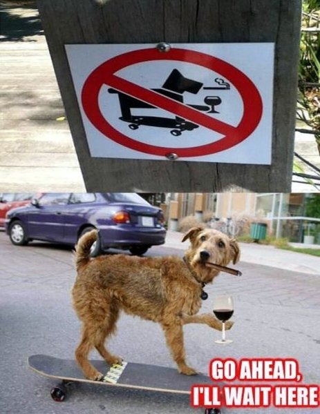 Собака с мороженом на роликом