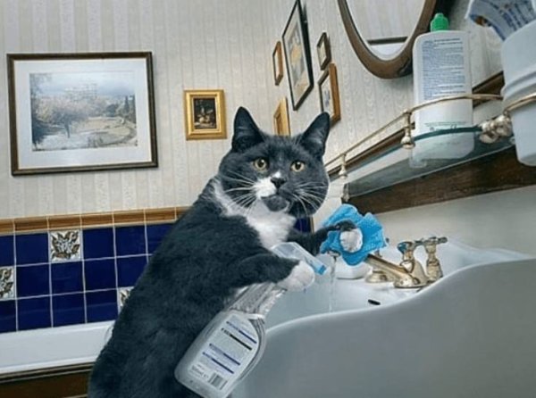 Дом для кота