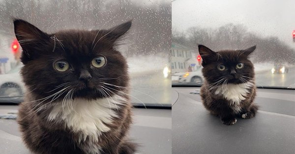 Чмоня котенок