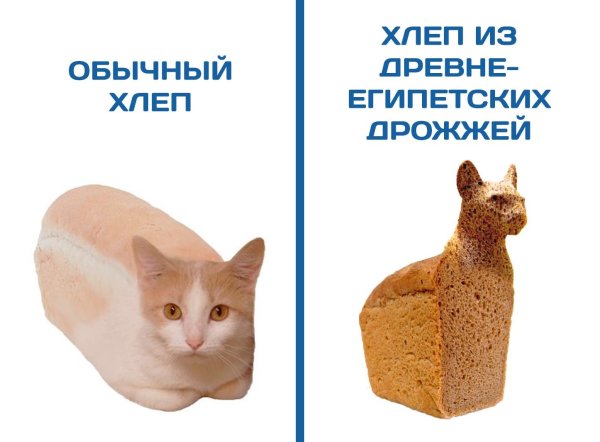 Мемы кот хлеб