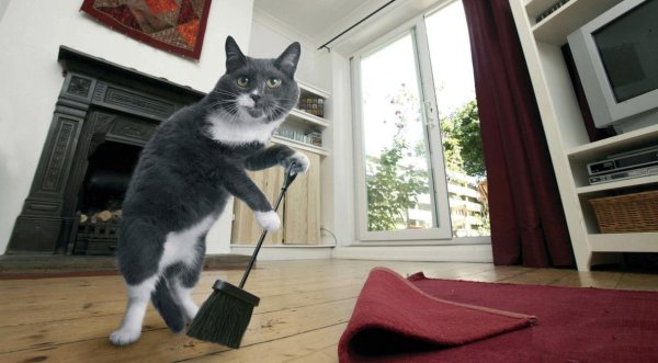 Котик уборка