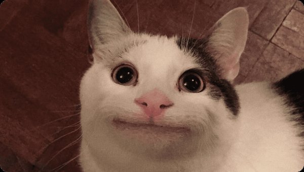 Белуга кот Дискорд