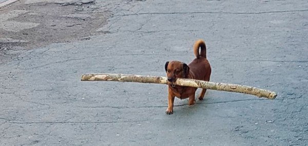 Маленькая собачка с большой палкой