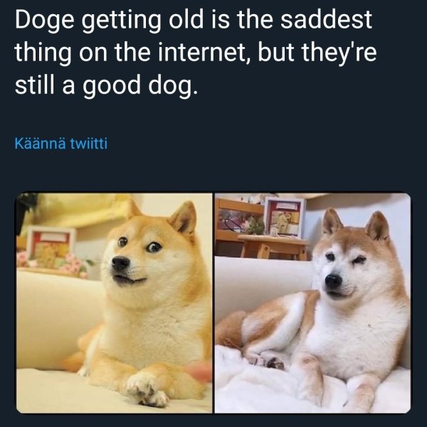 Известные мемы с собакой