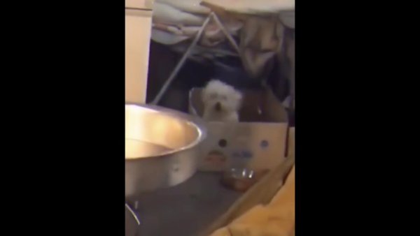 Собака в коробке танцует