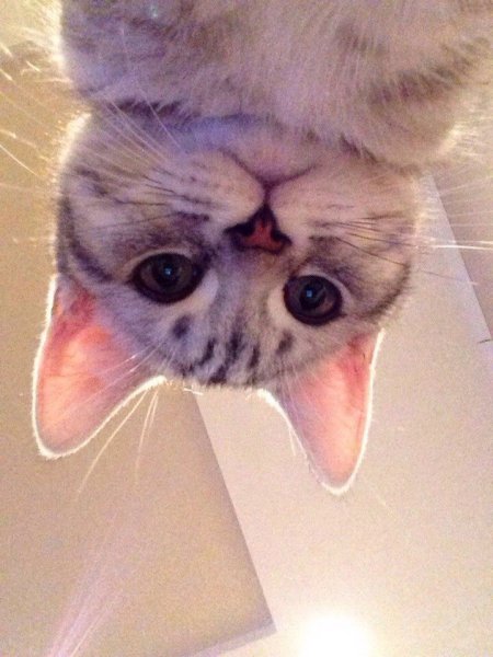 Смешная морда кота