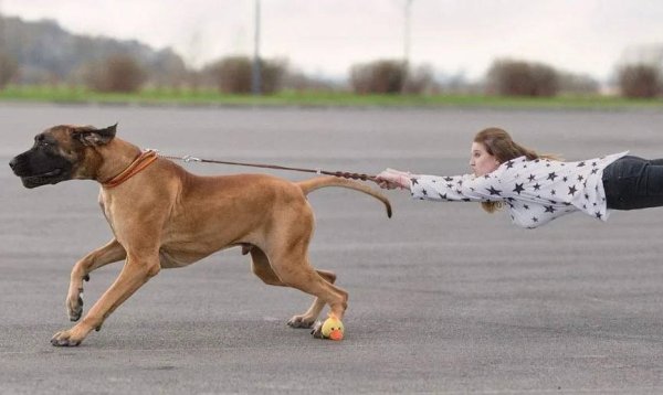 Выгул собак