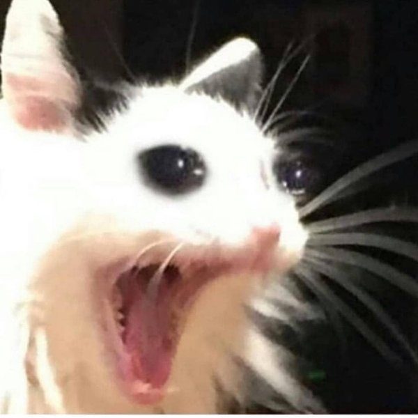 Кот кричит