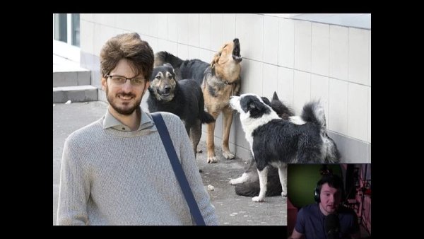 Кац и собаки