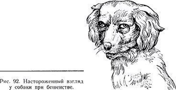 Настороженный взгляд у собаки при бешенстве