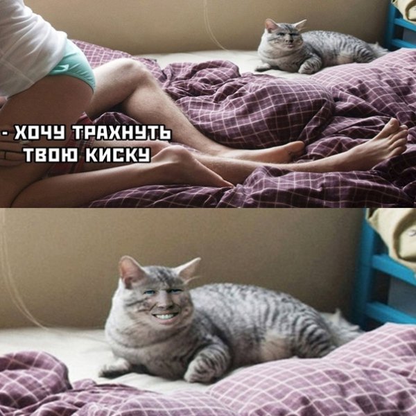 Мемы про пиццу и котиков