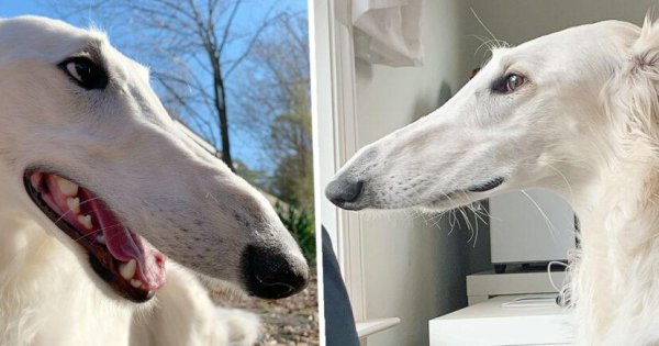 Русская псовая борзая Эрис