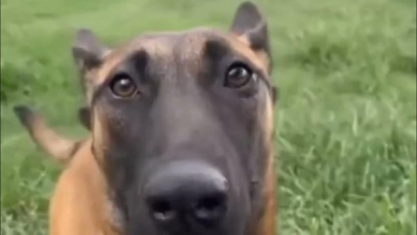 Собака трясется Мем