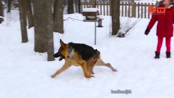 Сутулая овчарка Квазимодо