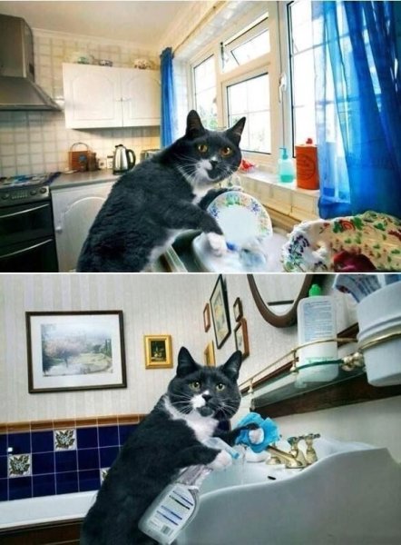 Кот моющий посуду