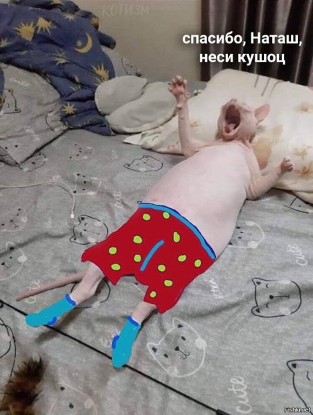 Лысые кошки неси трусы