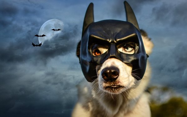 Прикольные маски для собак