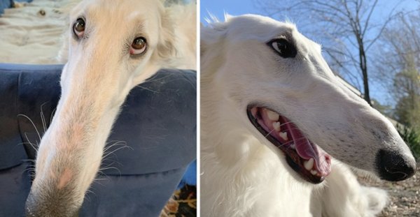 Русская псовая борзая нос