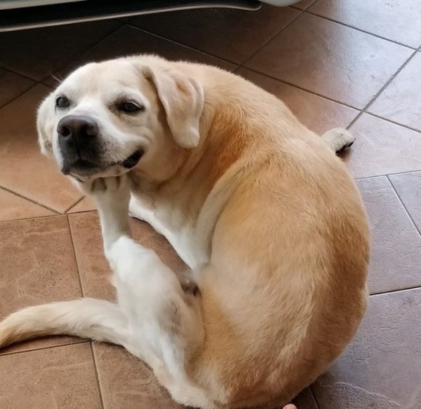 Мемы с собаками