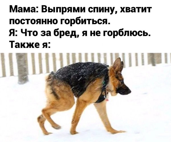 Короткая овчарка