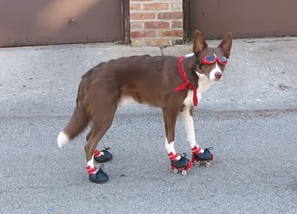 Коньки для собак