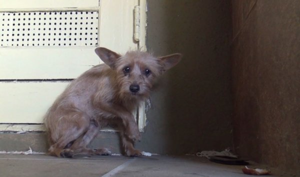 Пугливая собака