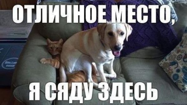 Мемы с собаками с надписями