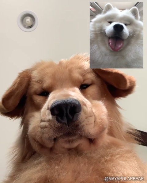 Фейстайм животные