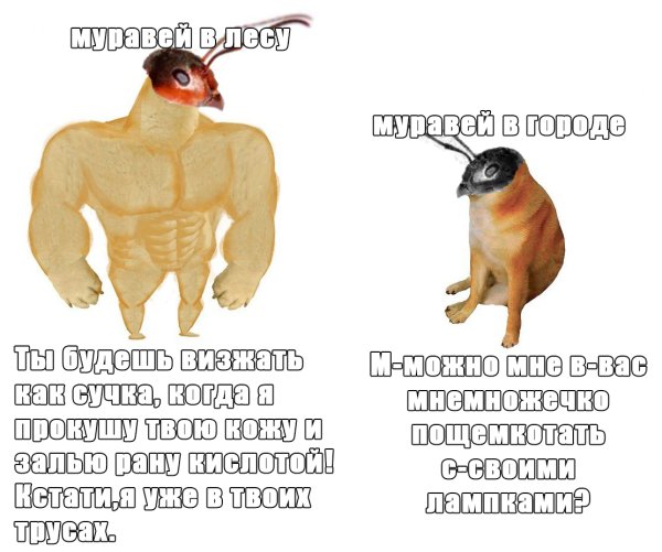 Мемы с муравьями