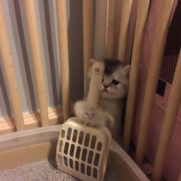 Котик убирается