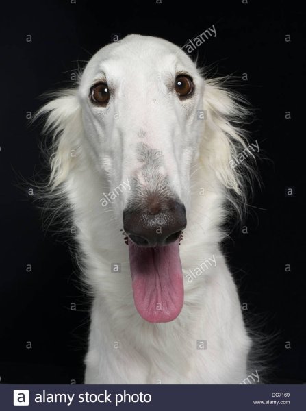 Русская псовая борзая белая