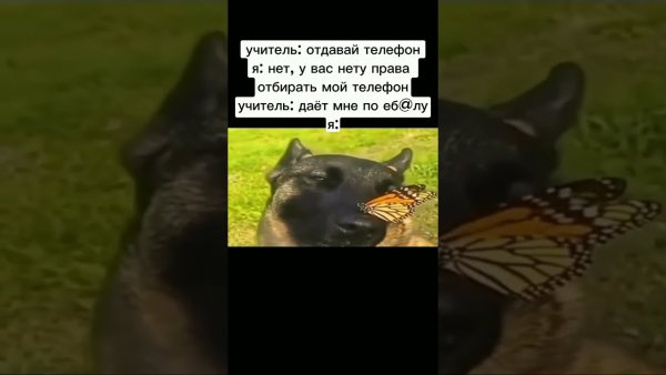 Собака с бабочкой Мем