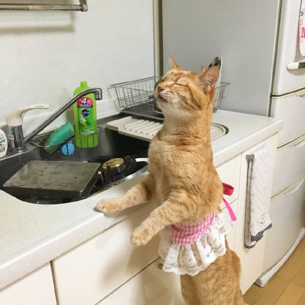 Кот домохозяйка