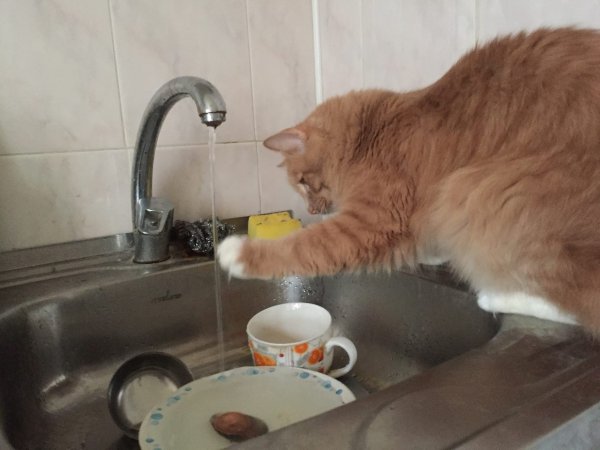 Кот моющий посуду