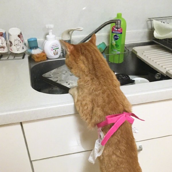 Котик моет посуду