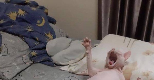 Наташа неси трусы кот сфинкс