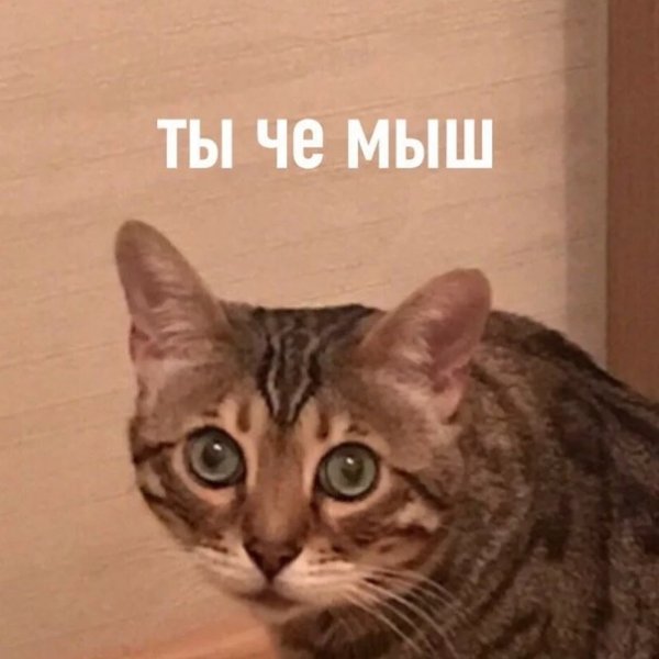 Кот Мем