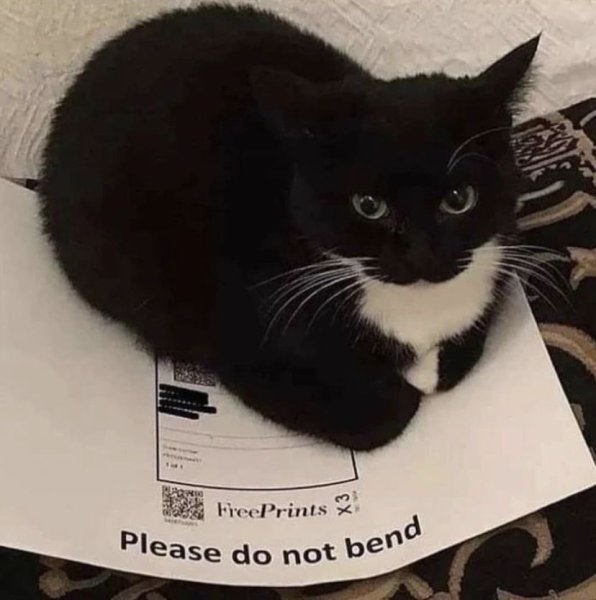 Котик черно белый