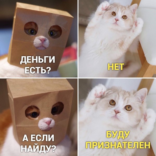 Кот Мем