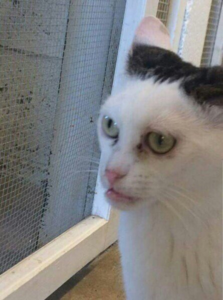 Упоротый кот