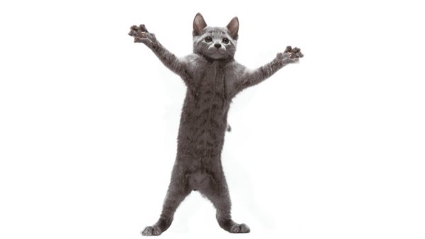 Смешной кот танцует